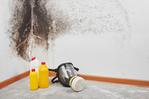 Home Mold Removal in Redding, CA