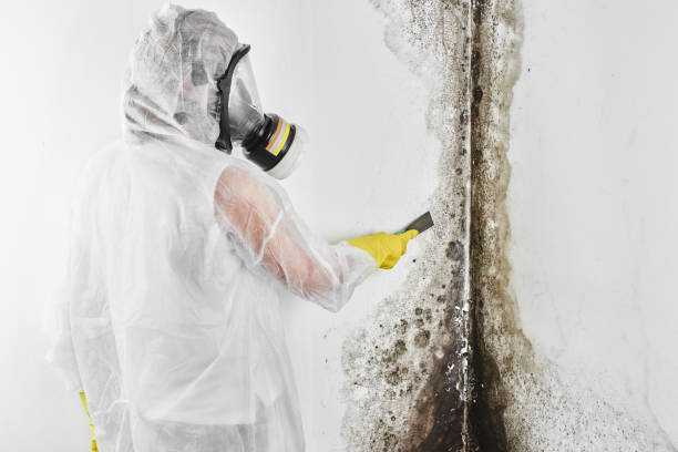 Best Mold Testing  in Redding, CA