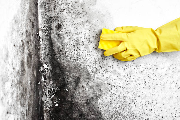 Best Mold Removal Company Near Me  in Redding, CA