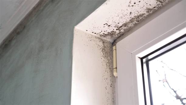 Best Local Mold Removal Service  in Redding, CA