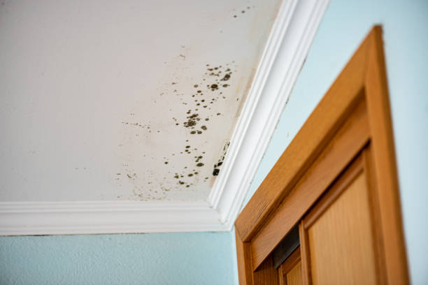 Mold Removal Process in Redding, CA