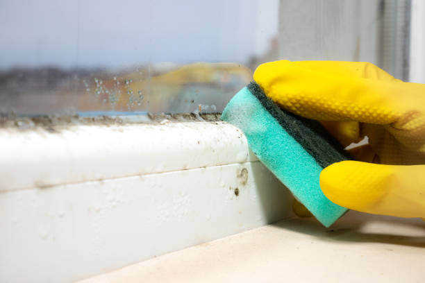 Best Mold Inspection  in Redding, CA