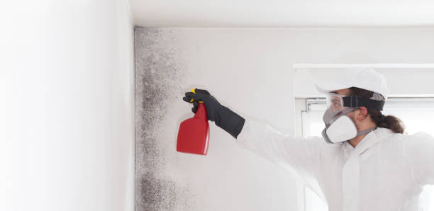 Best Toxic Mold Removal  in Redding, CA