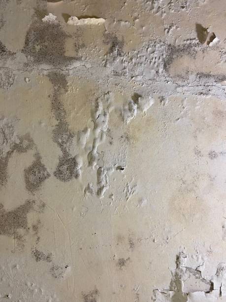 Best Professional Mold Removal  in Redding, CA