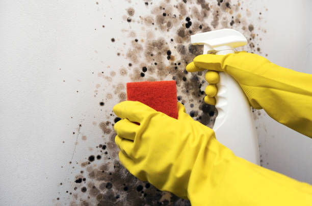 Redding, CA Mold Removal Company