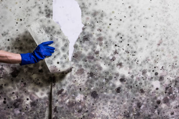 Best Mold Testing  in Redding, CA