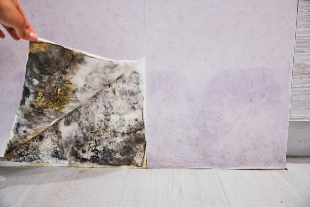Best Certified Mold Removal  in Redding, CA